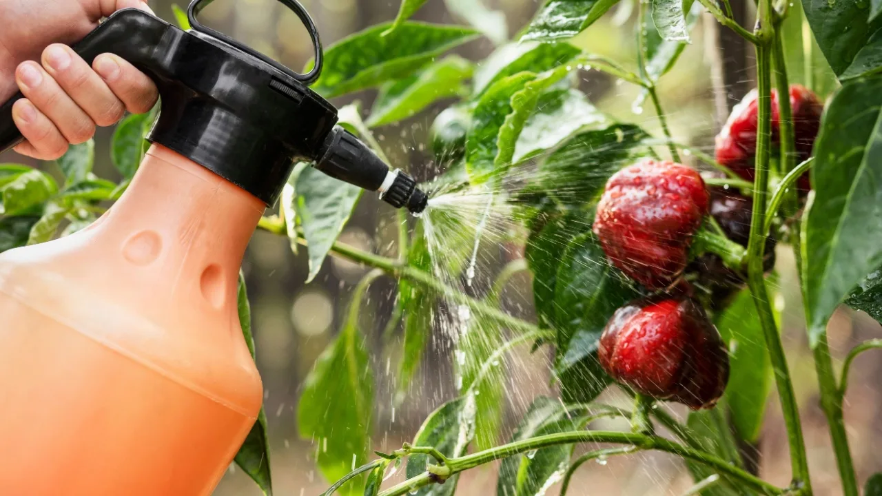 Prskanje biljaka octom: za što se koristi i zašto se preporučuje.