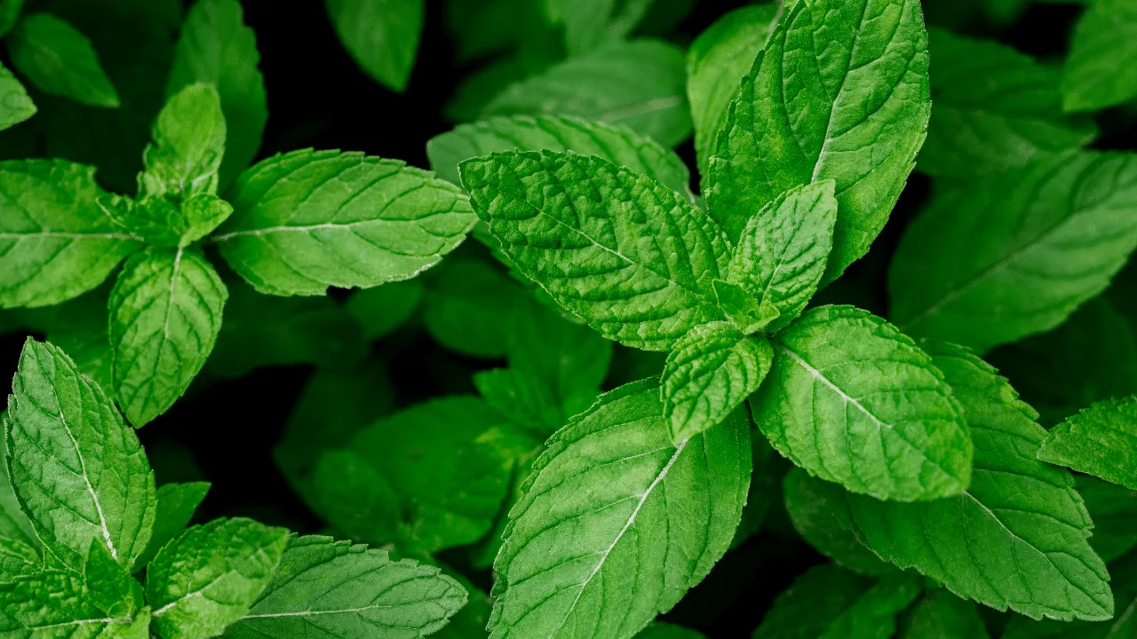 Tri mirisne biljke koje treba posaditi u veljači kako bi se vrt ispunio ugodnim mirisom.