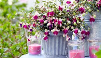 Zjedzte dužinu a šupku použite ako hnojivo pre rastliny. Čoskoro budú zaplavené kvetmi.