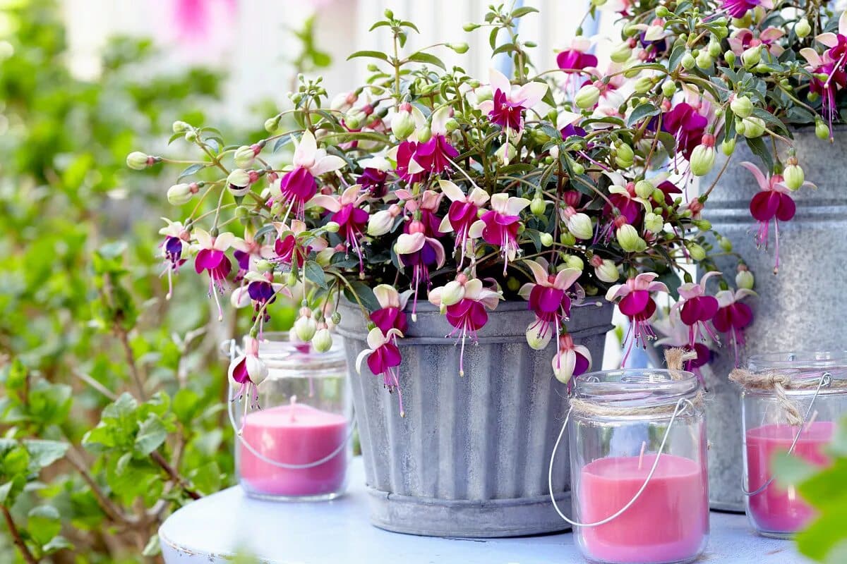 Zjedzte dužinu a šupku použite ako hnojivo pre rastliny. Čoskoro budú zaplavené kvetmi.