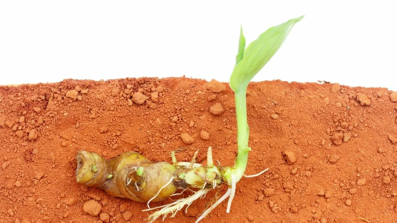 Uzgoj kurkume u loncima: kako uzgojiti lijepu i zdravu biljku.