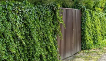 Cum să alegi plante cățărătoare cu creștere rapidă pentru grădina ta