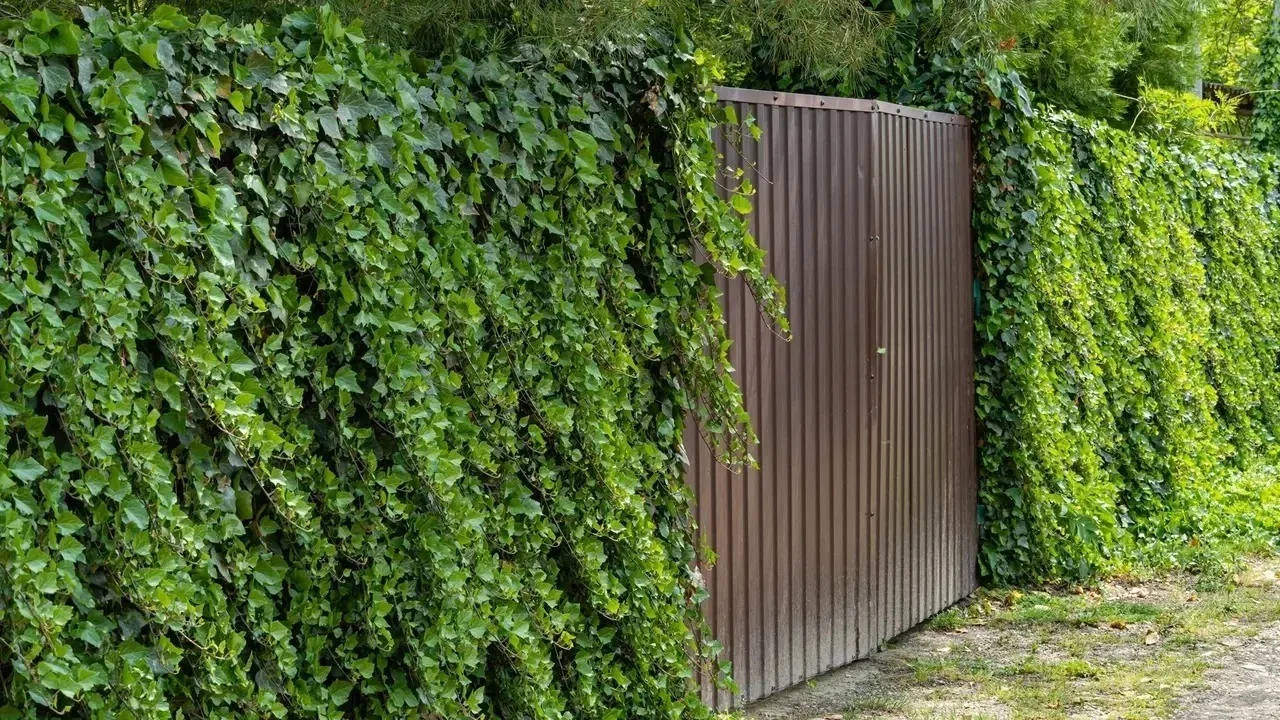 Cum să alegi plante cățărătoare cu creștere rapidă pentru grădina ta