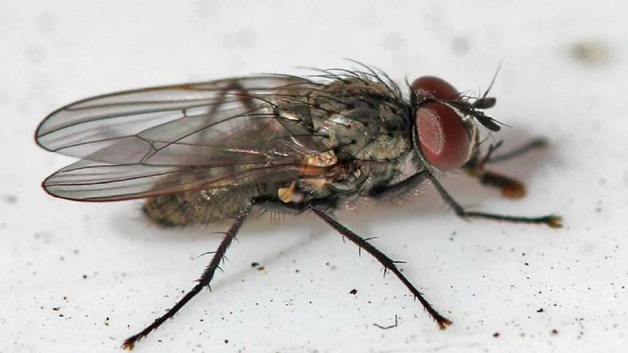 Pripremite 8 vrećica i sipajte ih u lonac. Ovo će ubiti sve muhe. Kućni lijek protiv muha.