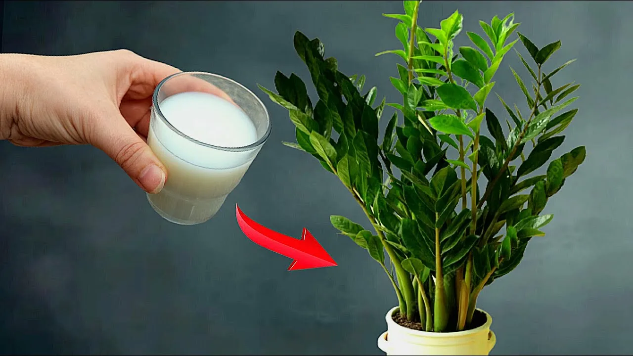 Nakon dodavanja ove hranjive tvari, vaša će zamiokulkasa vrlo brzo proizvesti puno novih listova. Vrtlar savjetuje: 