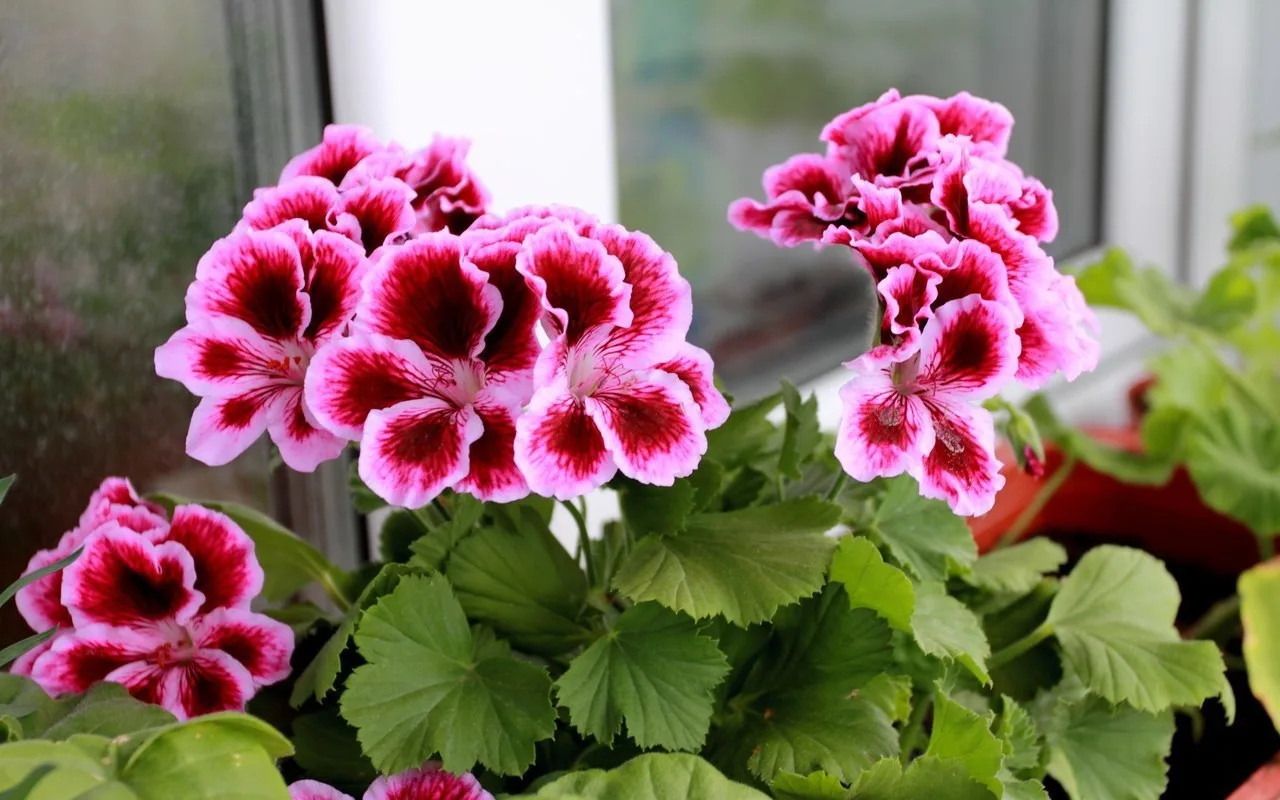 Ulijem tekućinu u grm - i ovo više nije geranij, već luda carica: cvjeta cijelu godinu zahvaljujući jednoj odlučnoj gnojidbi