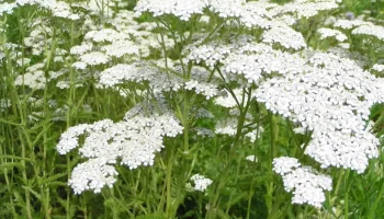 O plantă uitată revine în grădini: crește în nisip și înflorește săptămâni întregi.