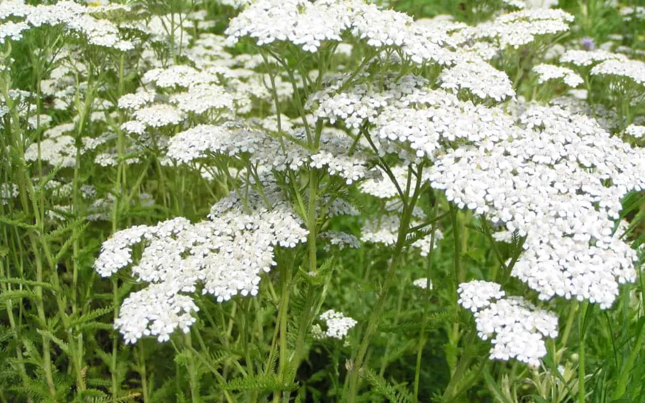 O plantă uitată revine în grădini: crește în nisip și înflorește săptămâni întregi.