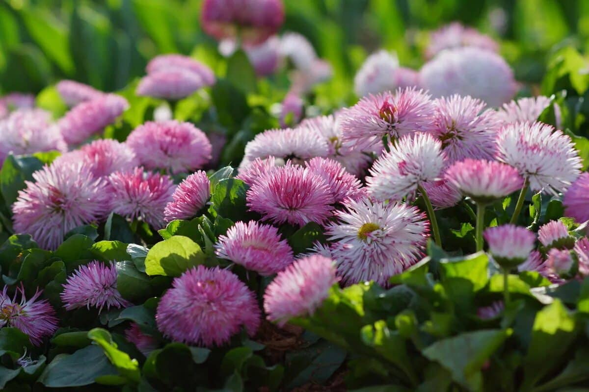 Trošio sam tisuće dolara godišnje na balkonsko cvijeće. Onda sam otkrio te trajnice i sve se promijenilo.
