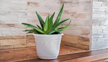 Pflanzenexperte: „Der größte Fehler, den wir mit Aloe vera machen können, ist, sie nicht in den Schatten zu stellen.“