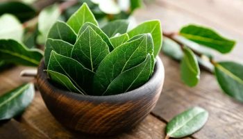 Lorbeerblätter zu Hause kochen: Was viele über diesen alten Tipp in wenigen Minuten erfahren werden