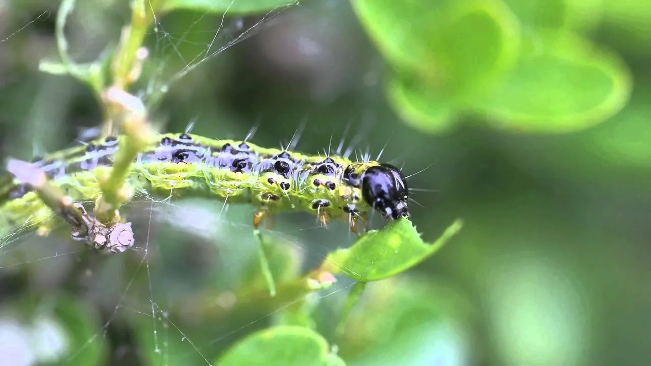 Ovim lijekom u veljači zalijevajte balvane. To će vas spasiti od ličinki moljaca i spasiti grm.