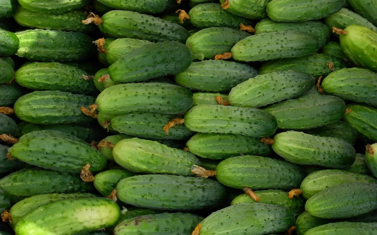 Izrada kriški krastavaca s lovorovim lišćem: koje su prednosti i kako ga koristiti prema stručnjacima.