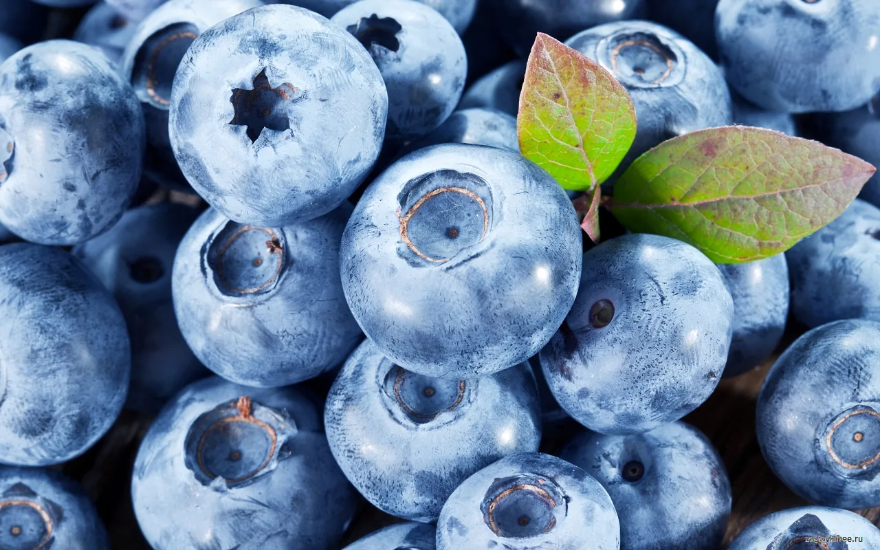 Care sunt, conform datelor științifice, beneficiile afinelor pentru sistemul cardiovascular și metabolic?