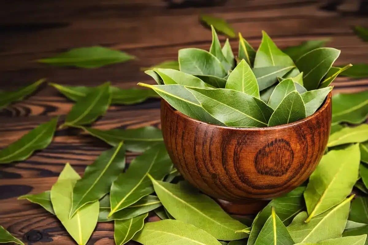 Zmes bobkového listu a jedlej sódy: prečo sa odporúča a na čo sa používa.