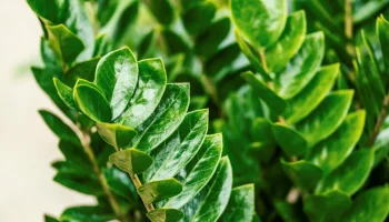 ”Kuolematon” kasvi, josta on tullut trendi toimistoissa: miksi jokainen haluaa sen työpöydälleen.