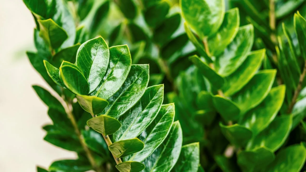 ”Kuolematon” kasvi, josta on tullut trendi toimistoissa: miksi jokainen haluaa sen työpöydälleen.