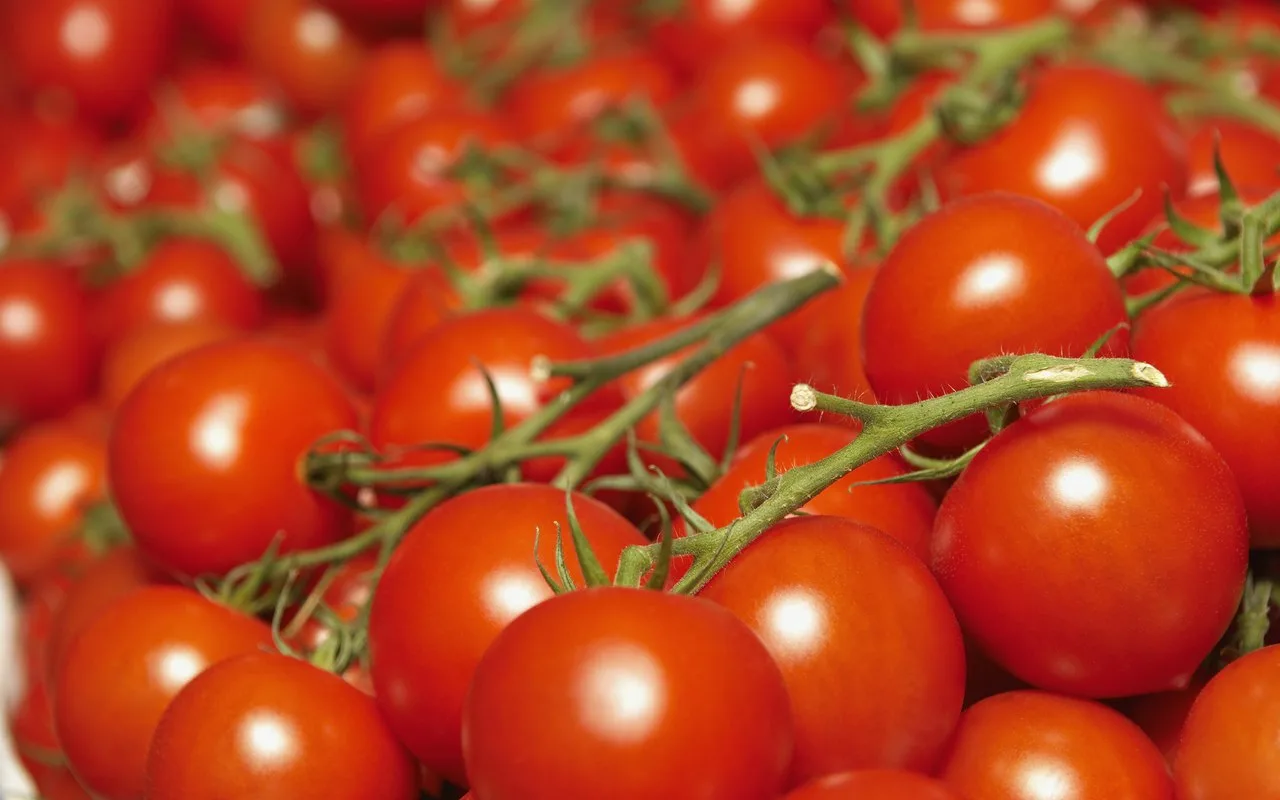 Istraživači su izmislili sustav uzgoja rajčice koji koristi upola manje vode i gnojiva.