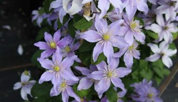 Začnite s rezom klematisov v februári. Ktoré z nich vyžadujú silný rez, aby bohato kvitli?