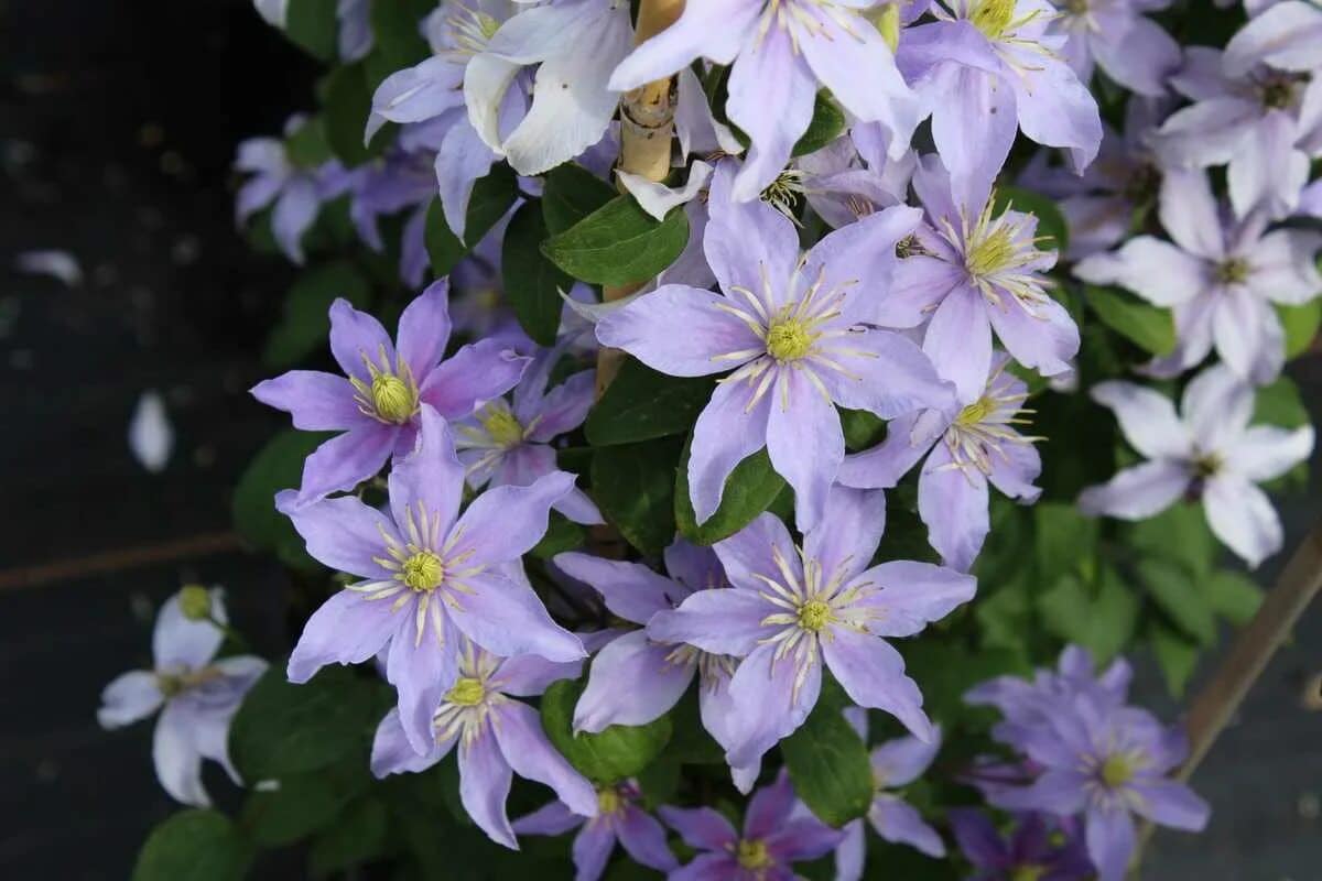 Začnite s rezom klematisov v februári. Ktoré z nich vyžadujú silný rez, aby bohato kvitli?