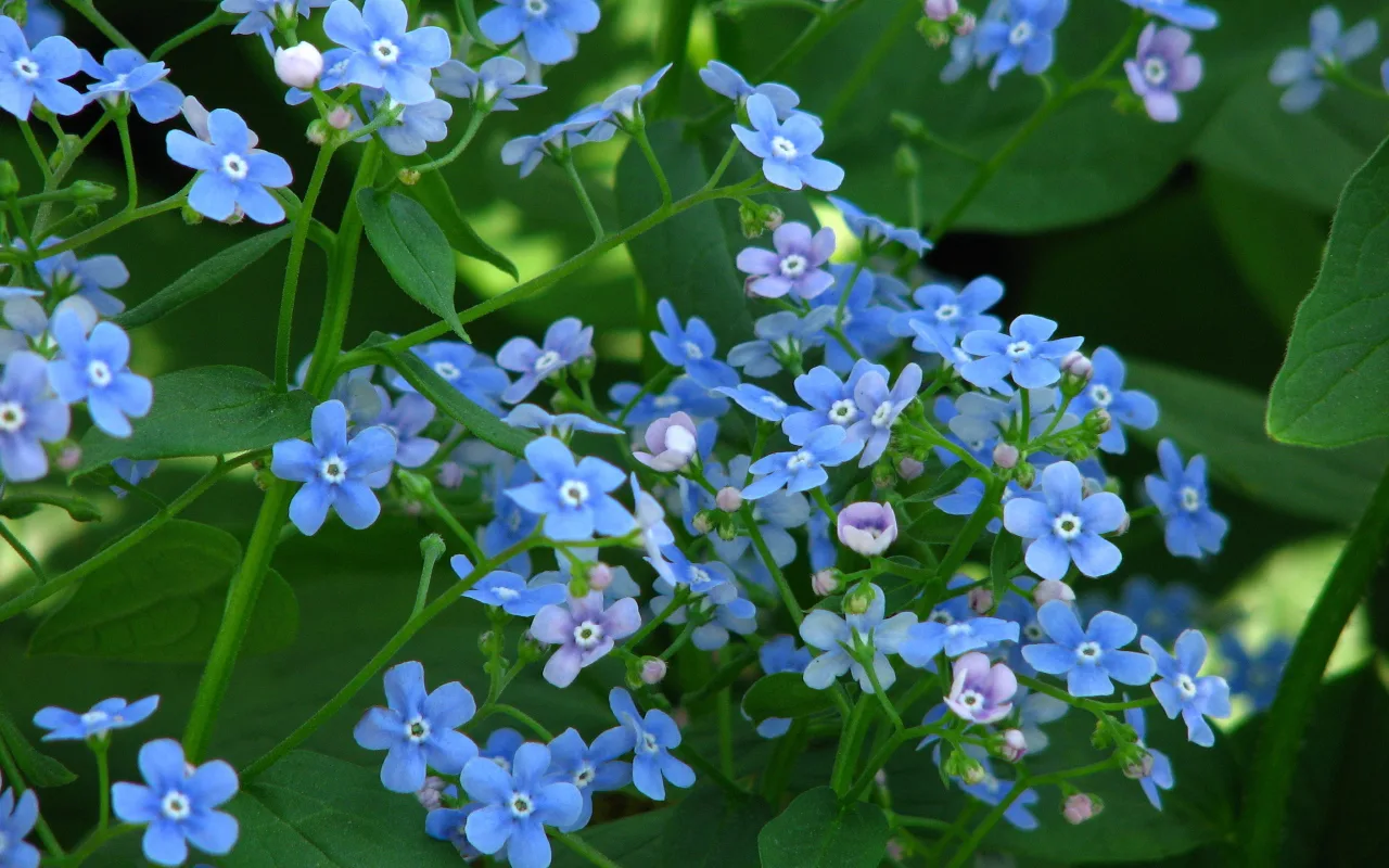 Zaboravljena biljka vraća se u vrtove: raste u pijesku i cvjeta tjednima.