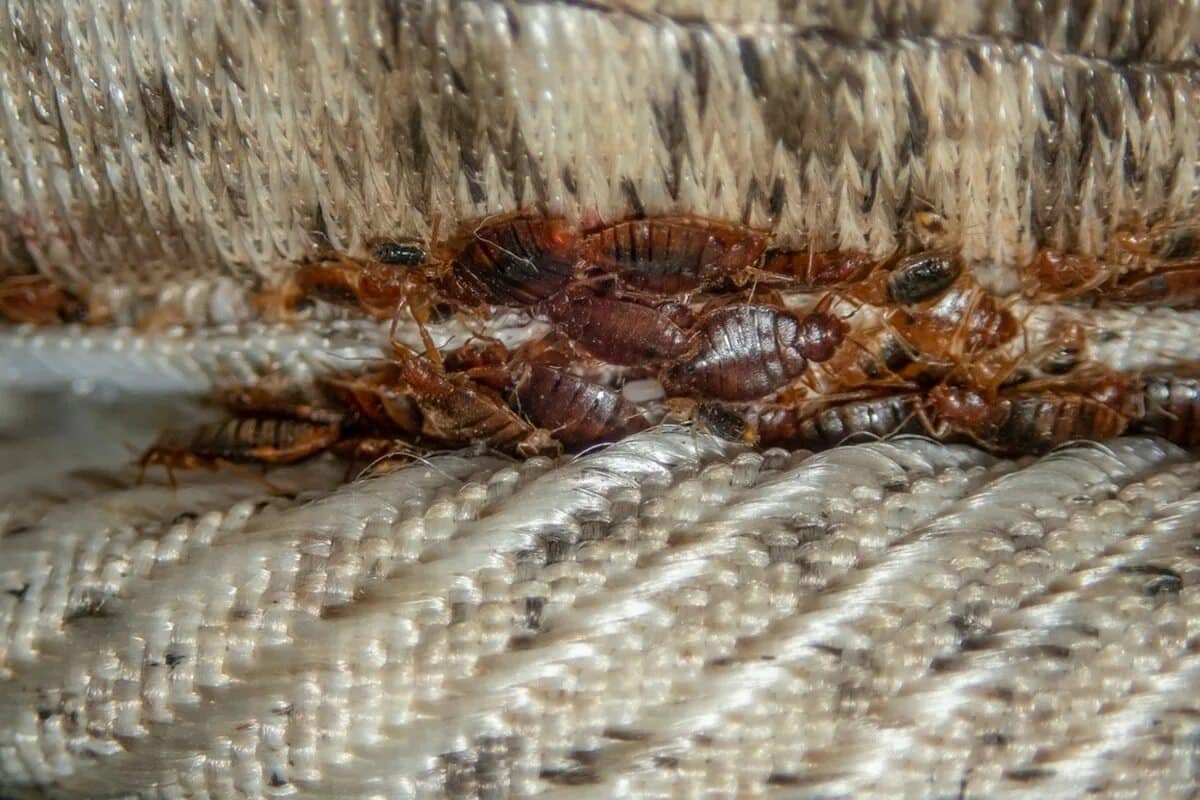 Jednostavan večernji ritual koji će bez upotrebe kemikalija i velikog truda zauvijek spriječiti pojavu stjenica.