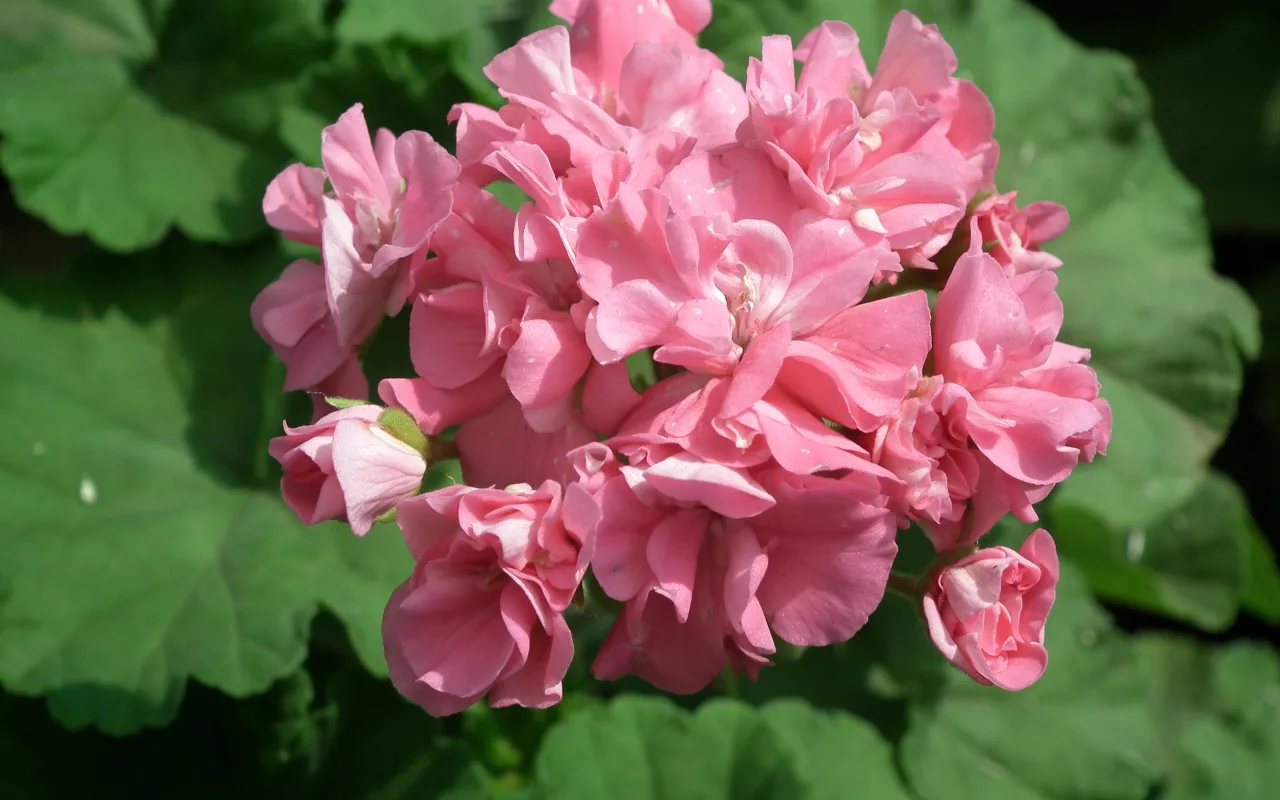 Ulijem tekućinu u grm - i ovo više nije geranij, već luda carica: cvjeta cijelu godinu zahvaljujući jednoj odlučnoj gnojidbi