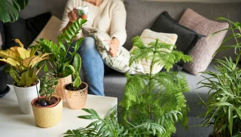 Ce înseamnă, din punct de vedere psihologic, să-ți umpli casa cu plante?