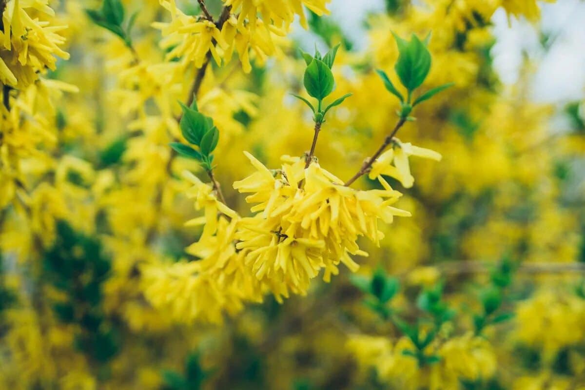 Jednako su lijepe kao i hortenzije, ali puno manje zahtjevne. Svaki vrtlar se može nositi s njima.