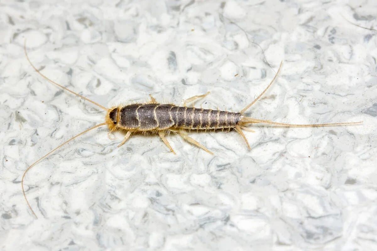 Objavili sa vo vašej domácnosti strieborné rybky? Takto sa ich môžete zbaviť navždy