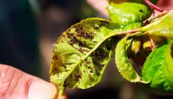 Účinná a šetrná metóda: vošky pri tomto spôsobe ošetrenia zmiznú bez poškodenia rastliny.