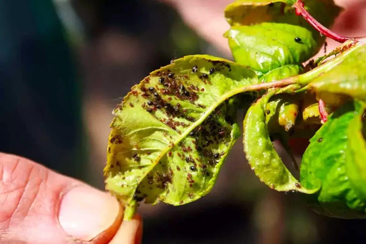 Účinná a šetrná metóda: vošky pri tomto spôsobe ošetrenia zmiznú bez poškodenia rastliny.