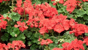 Turn lichidul în tufă – și aceasta nu mai este o mușcată, ci o împărăteasă nebună: înflorește tot anul datorită unei singure fertilizări decisive