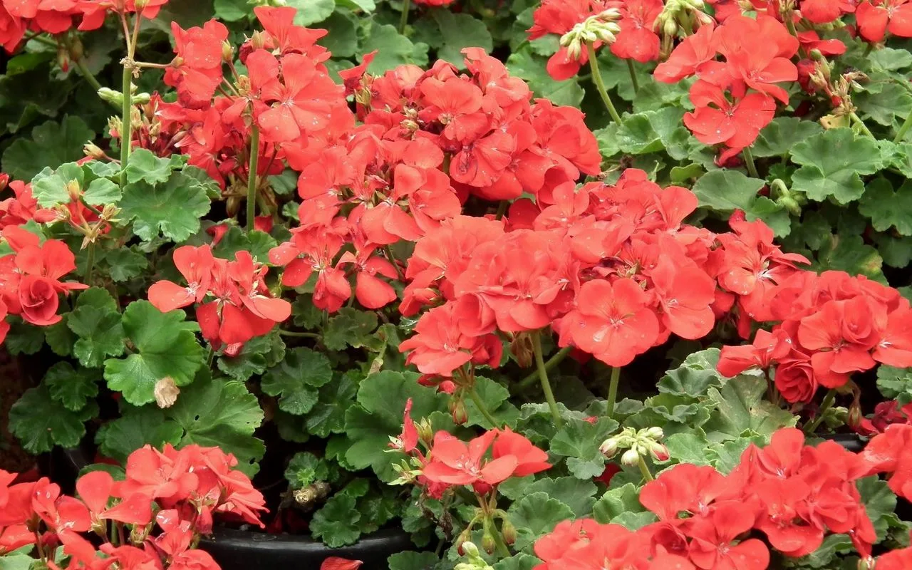 Turn lichidul în tufă – și aceasta nu mai este o mușcată, ci o împărăteasă nebună: înflorește tot anul datorită unei singure fertilizări decisive