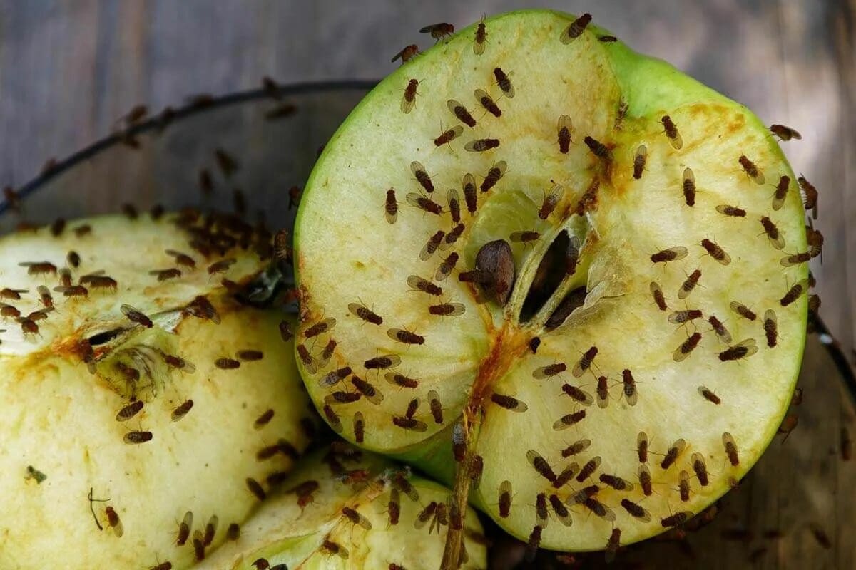 Reagirajte ako primijetite barem jednu u svom domu. Uskoro će ih biti na tisuće.