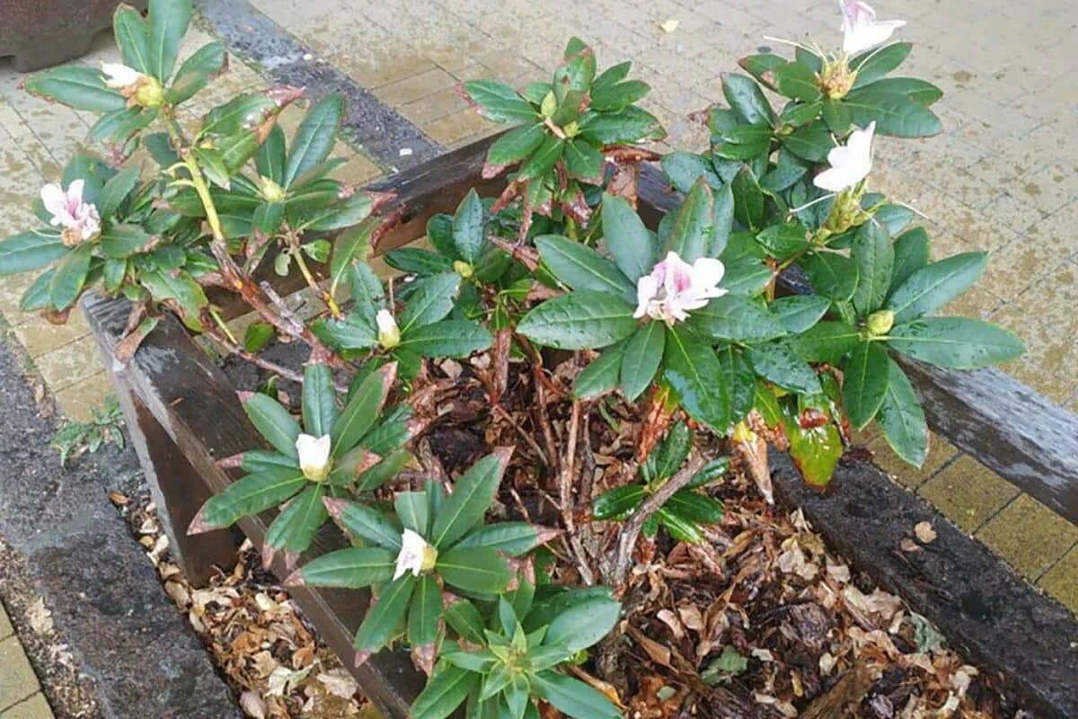Pognojite svoje rododendrone u veljači. Ovaj jednostavan trik omogućit će im da budu prekrivene cvijećem do svibnja.
