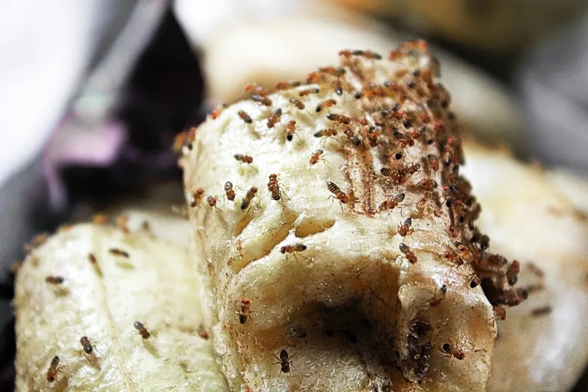 Reagirajte ako primijetite barem jednu u svom domu. Uskoro će ih biti na tisuće.