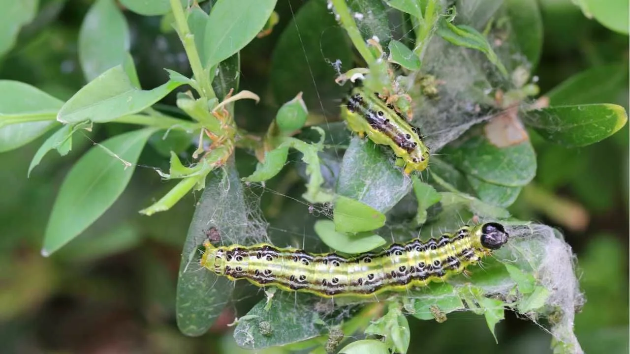 În februarie, udați buștenii cu acest remediu. Acest lucru vă va scăpa de larvele moliei buștenilor și va salva tufișul.