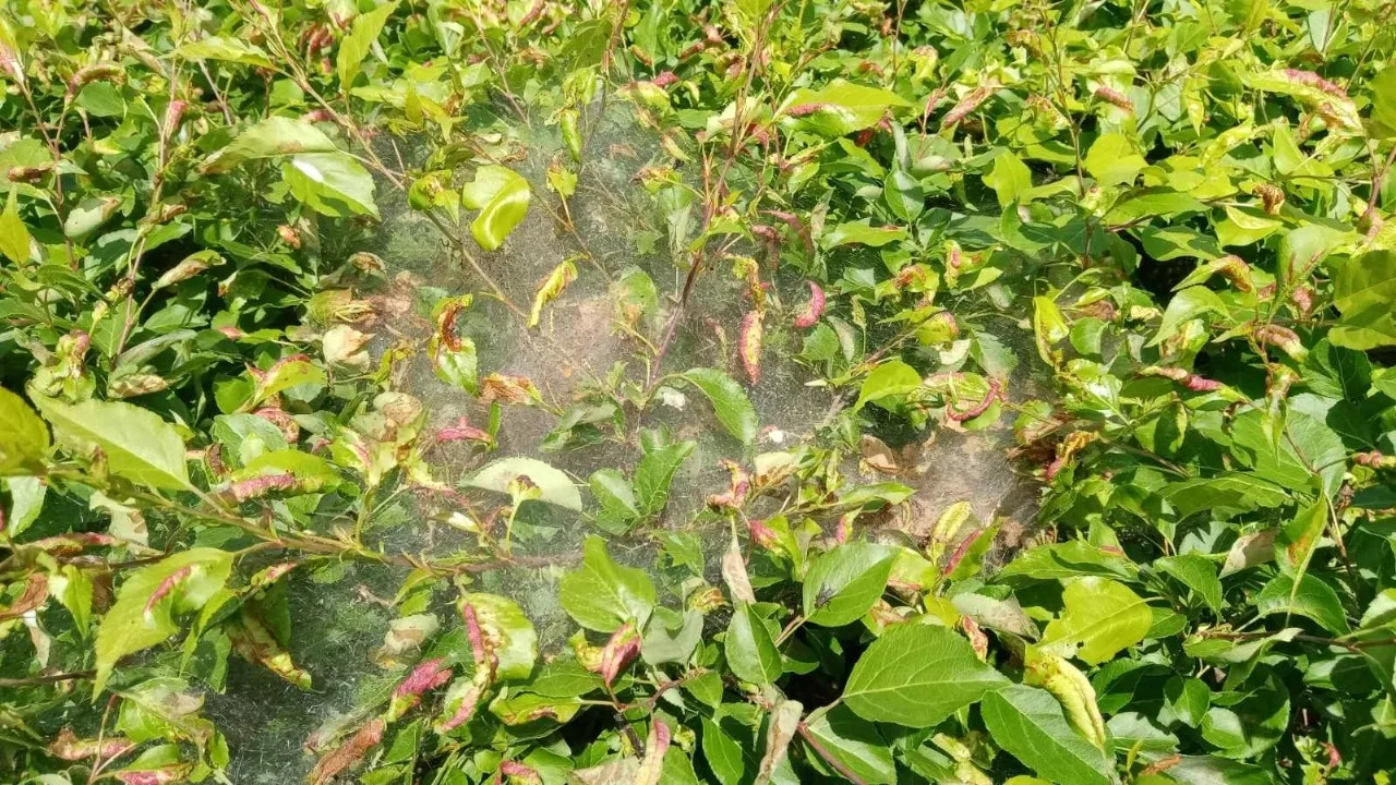 Ovim lijekom u veljači zalijevajte balvane. Ovo će vas riješiti ličinki moljaca i spasiti grm.