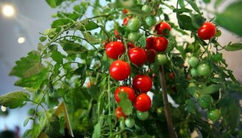 Nikdy túto rastlinu nesadzte vedľa paradajok. Namiesto úrody budete mať problémy.