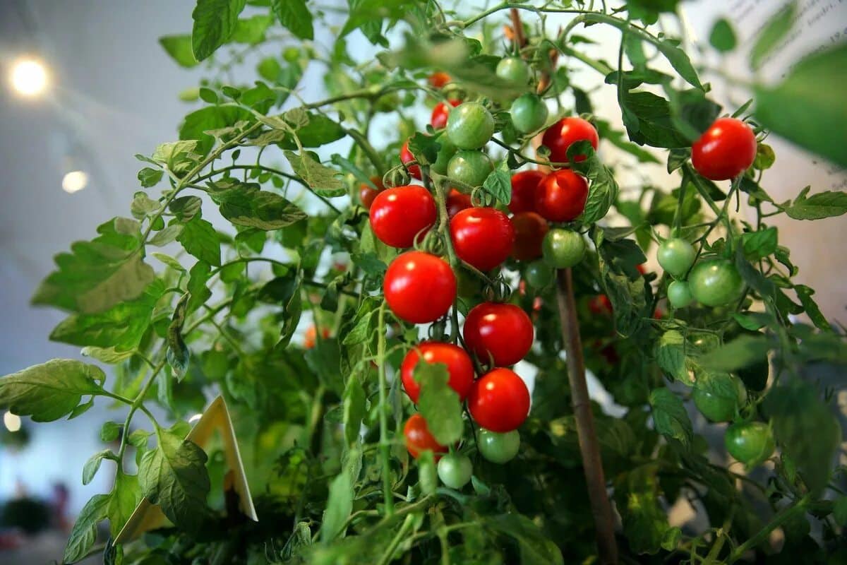 Nikdy túto rastlinu nesadzte vedľa paradajok. Namiesto úrody budete mať problémy.