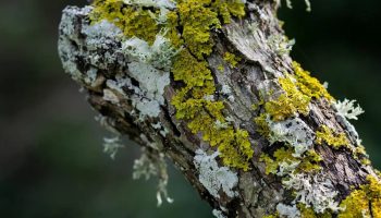 Lišajník na ovocných stromoch nie je choroba: čo hovoríte o svojej záhrade