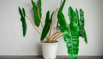 Používam metódu mojej babičky. Vďaka nej môj filodendron konečne začal rásť.