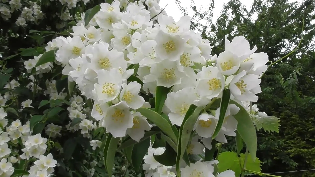 Mirisni vrt: zašto je veljača idealno vrijeme za sadnju mirisnog bilja koje se brzo ukorijenjuje.