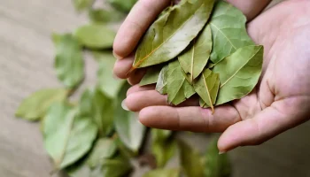 Staubsauger: Dieses Küchenblatt, das man hineinlegen muss, beseitigt hartnäckige Gerüche (ohne Chemikalien).