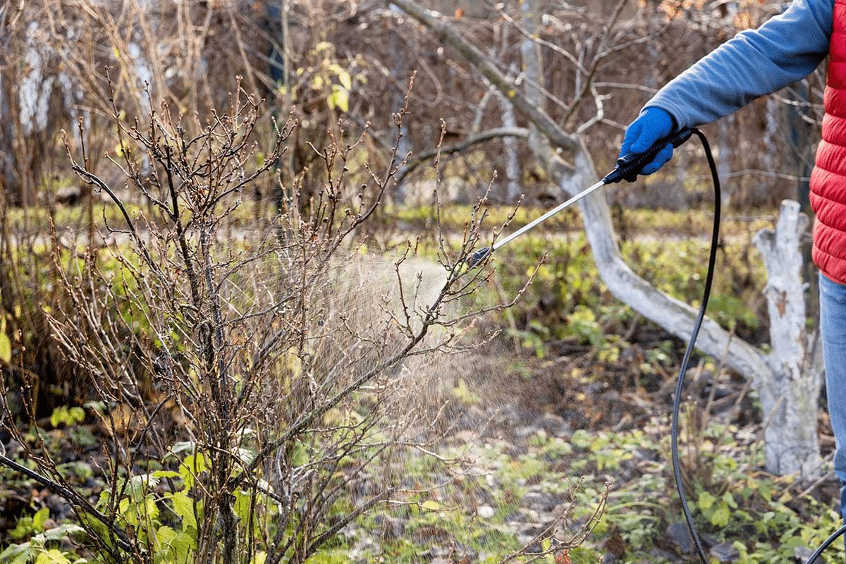 500 g na 10 litrov vody a jablká NEzmiznú z vetiev: stačí jedno postrekovanie.