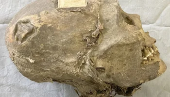 Archeologen weten niet waar ze zich moeten verstoppen: het hoofd van een mummie werd 100 jaar lang verkeerd geïdentificeerd in een Zwitsers museum