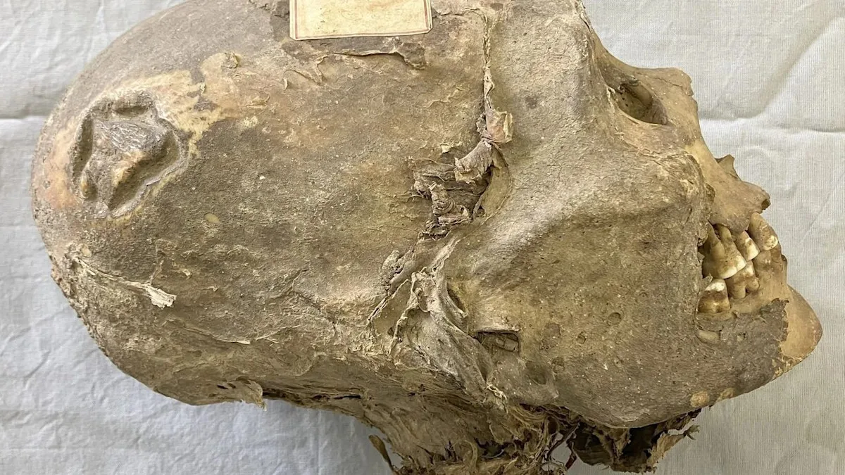 Archeologen weten niet waar ze zich moeten verstoppen: het hoofd van een mummie werd 100 jaar lang verkeerd geïdentificeerd in een Zwitsers museum