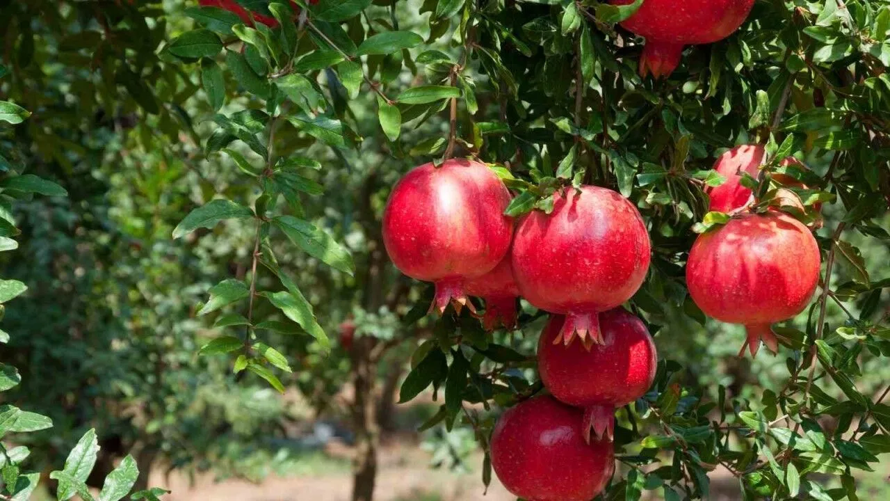 Idealno za male kuće: stablo koje se ne ukorijeni i daje plodove cijelo ljeto.