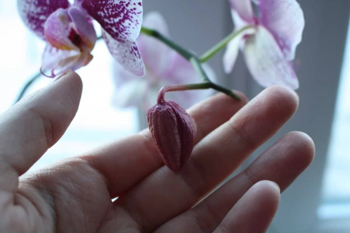 Orchidea: prinúťte ju kvitnúť takmer okamžite pomocou obyčajného zemiaka.